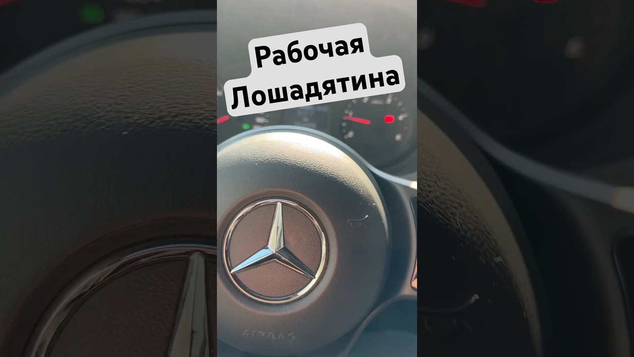 Лошодятина 