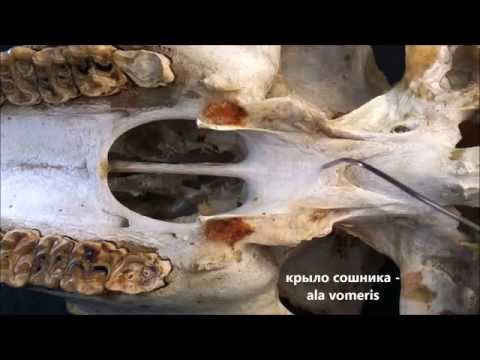 Видео: Счупени кости в влечуги - Счупена кост в влечуги