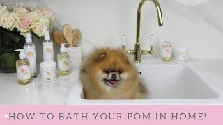 Pomeranian bath GET MORE VOLUME Consigue más volumen en tu Pomerania