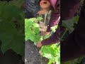 अच्छा वक्त देखने के लिए बुरा वक्त झेलना पड़ता है लाला”#farming