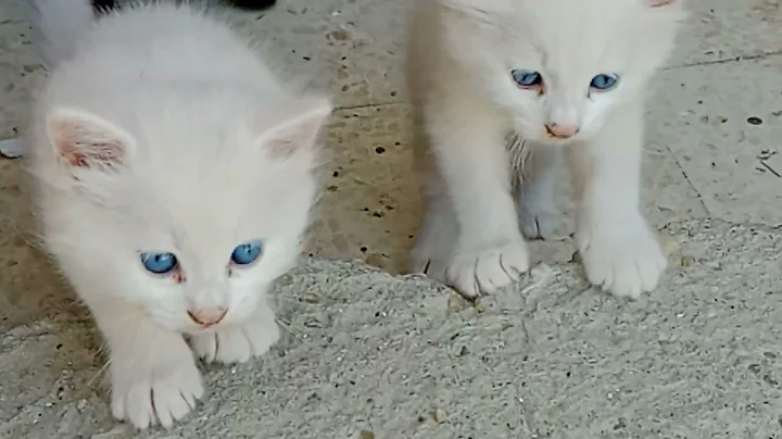 Video 8417701: blue savannah, cat kitten beautiful funny, big cat