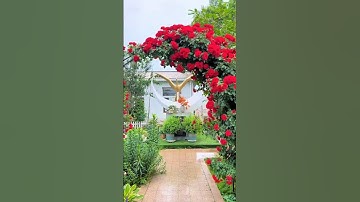Thumbnail of Gardening ideas For Home #homegardendecorideas #gardening #gardeningideas #satisfying #shorts