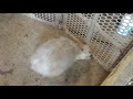 Rabbit breeding fall off