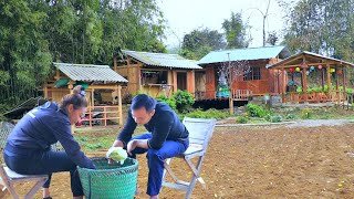 Harvest cabbage to give to relatives - Clearing the garden grass to prepare for planting vegetables