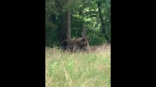 Bear Filmed Up-Clsoe in Its Natural Habitat