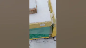 ЧТО ПЧЕЛЫ ДЕЛАЮТ ЗИМОЙ?