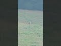Common crane in field.