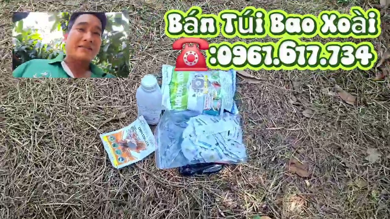 Phung thuốc buôn đòn lớn trái cho miếng vườn xoài đài Loan mới vừa xổ nhụy hết