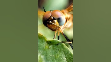 Dragon Fly closeup #macrophotography