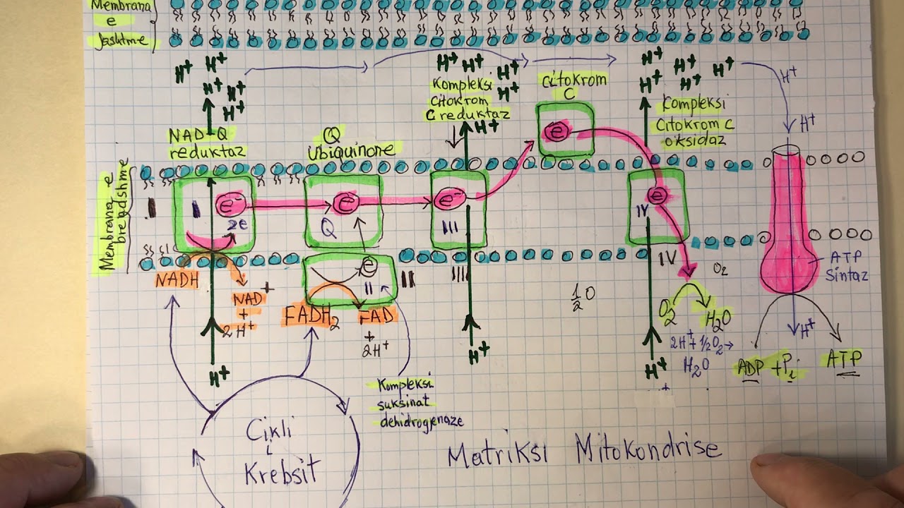 Faza e Trete e Frymemarrjes Qelizore- Fosforilimi Oksidativ
