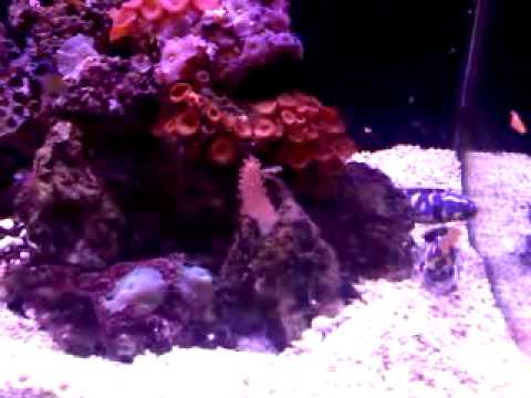 engineer gobie blenny feeding - YouTube