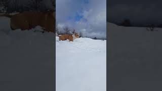 Amstaff First Time On Snow She Is Happy