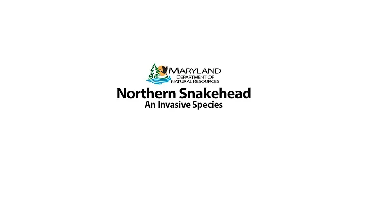 Northern Snakehead - An Invasive Species