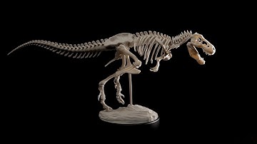 T-Rex Skeleton 360 Degree Rotation