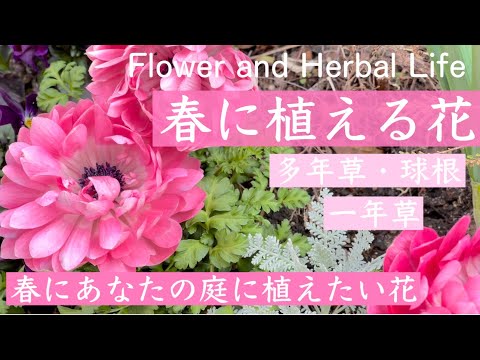 Gardening 7 Best Flowers To Plant For Spring Youtube