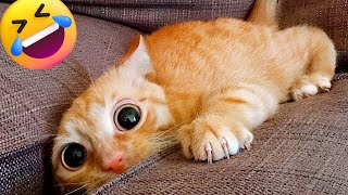 Best Funniest Animals Videos 2023  | Funny Videos Cats and Dogs  | part 10