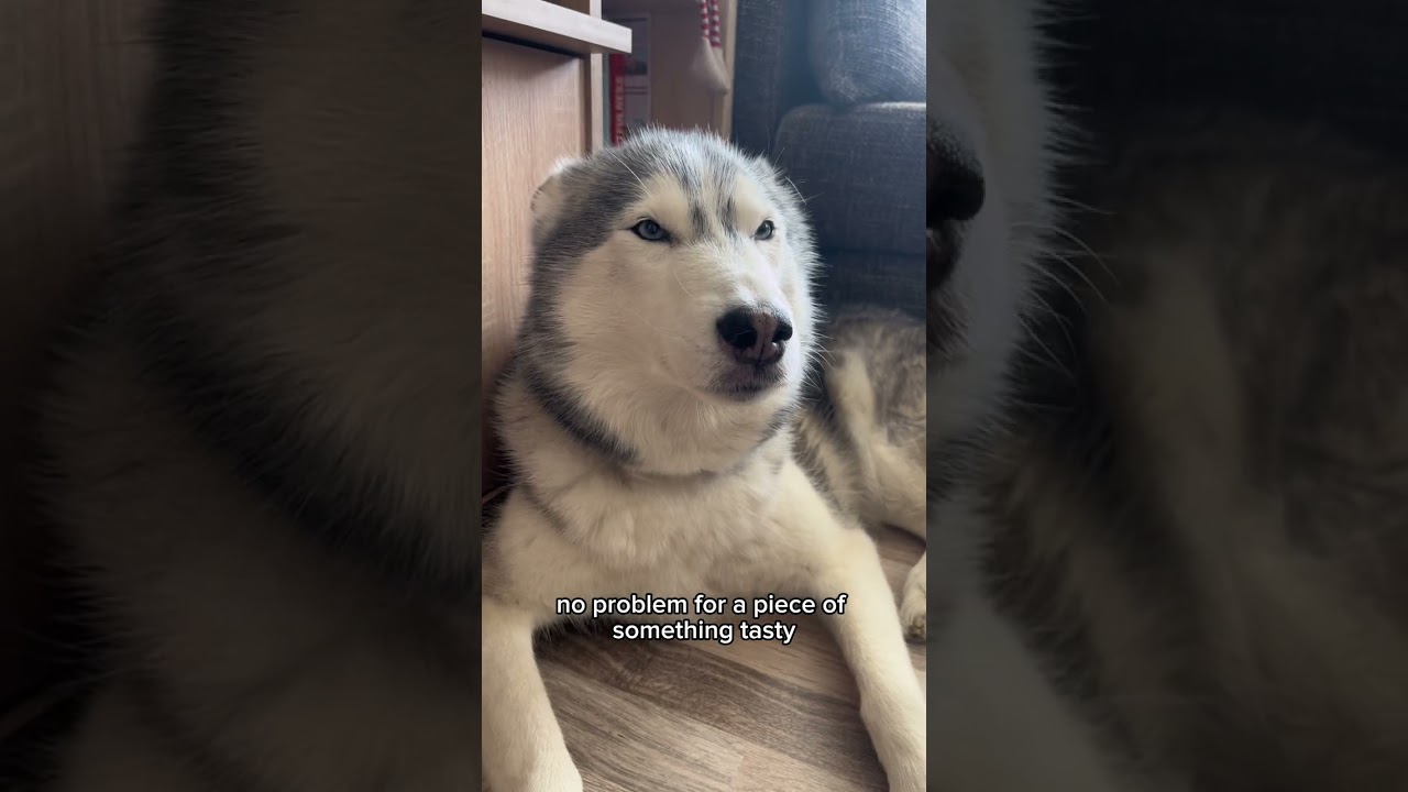 Rule #1 for Surviving Life with a Husky: Always Know Where Your Dog Is 🐺💨