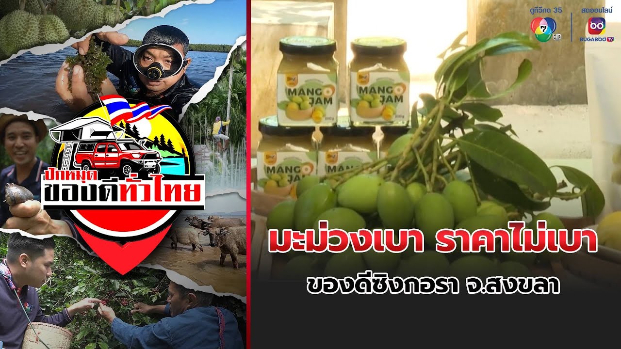 มะม่วงเบา ราคาไม่เบา ของดีซิงกอรา จ.สงขลา | ปักหมุดของดีทั่วไทย