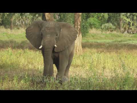 African Elephant Walking Through A Tree Clearing Toward Camera Displaying Some Aggressive Behaviour Youtube