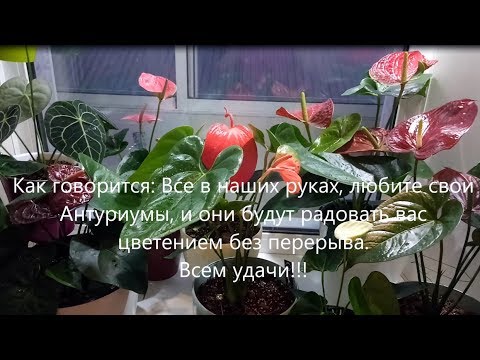 Video: Ako Pestovať Anthurium