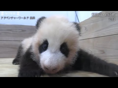 パンダの赤ちゃんすくすく　生後3カ月、前脚でハイハイ　和歌山