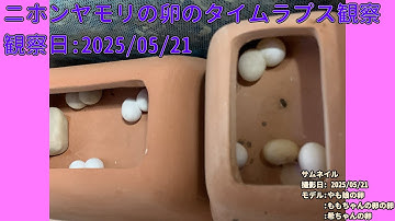 【Memorandum】 2025年05月21日 RPi-Cam-Web-Interfaceを用いたニホンヤモリの卵のTimelapse観察