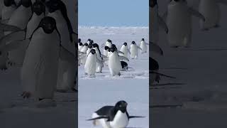 Pinguim corrida @CrisSunLife #penguin #snow #nature