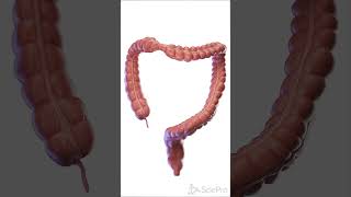 🌀 The Movement Inside: How the Colon Pushes Waste Through Your Body