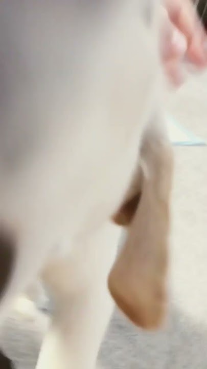 my-new-dog-named-biscuit-youtube