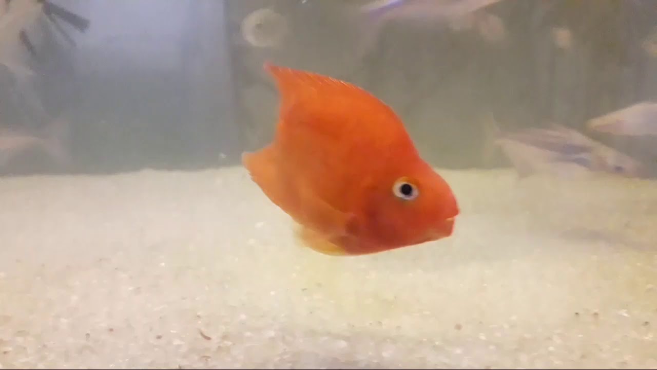 Ikan Red Parrot Kualitas Super Tanpa Efek - YouTube