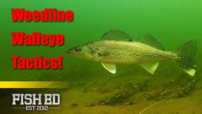 Slip Bobber Fishing for Walleye on Sunny Days - Fish Ed 