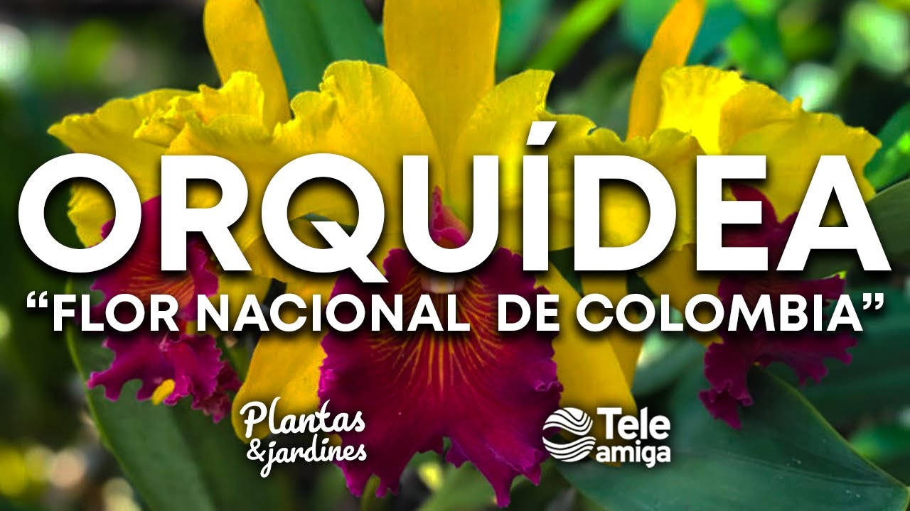 La orquídea, nuestra hermosa flor nacional • Teleamiga