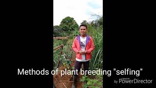 Methods of plant breeding  "selfing"