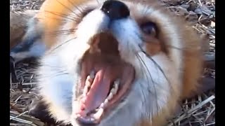 PERFECTLY CUT ANIMAL SCREAMS