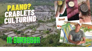 THE PROCESS OF CULTURING CRABLETS IN A NURSERY POND screenshot 5