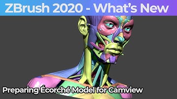 004 Zbrush 2020 Preparing Ecorche Model For Camview