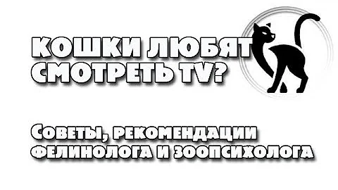 Кошки смотрят TV - Кошки любят смотреть программы про животных