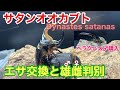 サタンオオカブトの雄雌判別 ヘラクレス購入の報告 How To Grow Beetle Larvae Dynastes Satanas