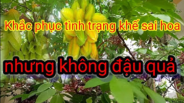 Khắc phục tình trạng cây khế sai hoa nhưng không đậu quả, cách ép cây khế sai quả quanh năm