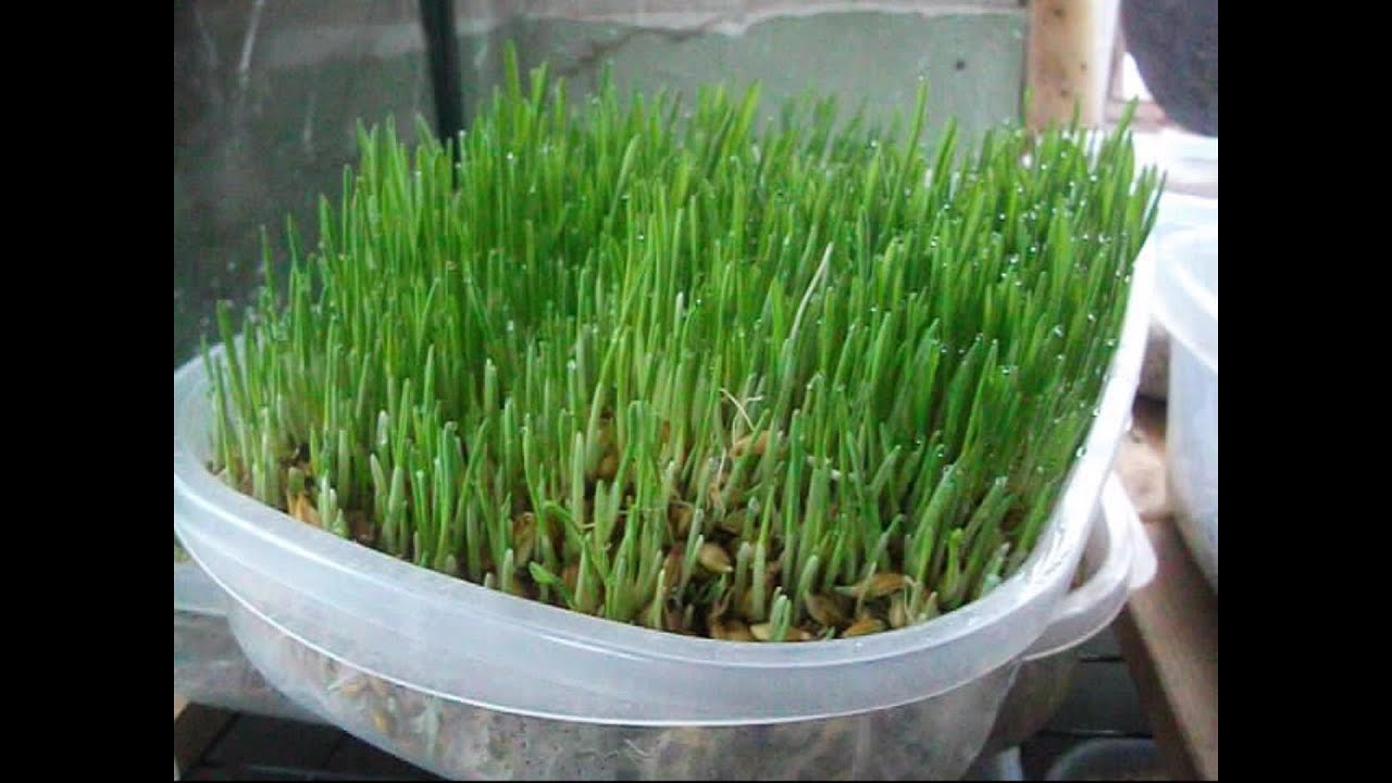 Sprouting Fodder Trial Run - YouTube