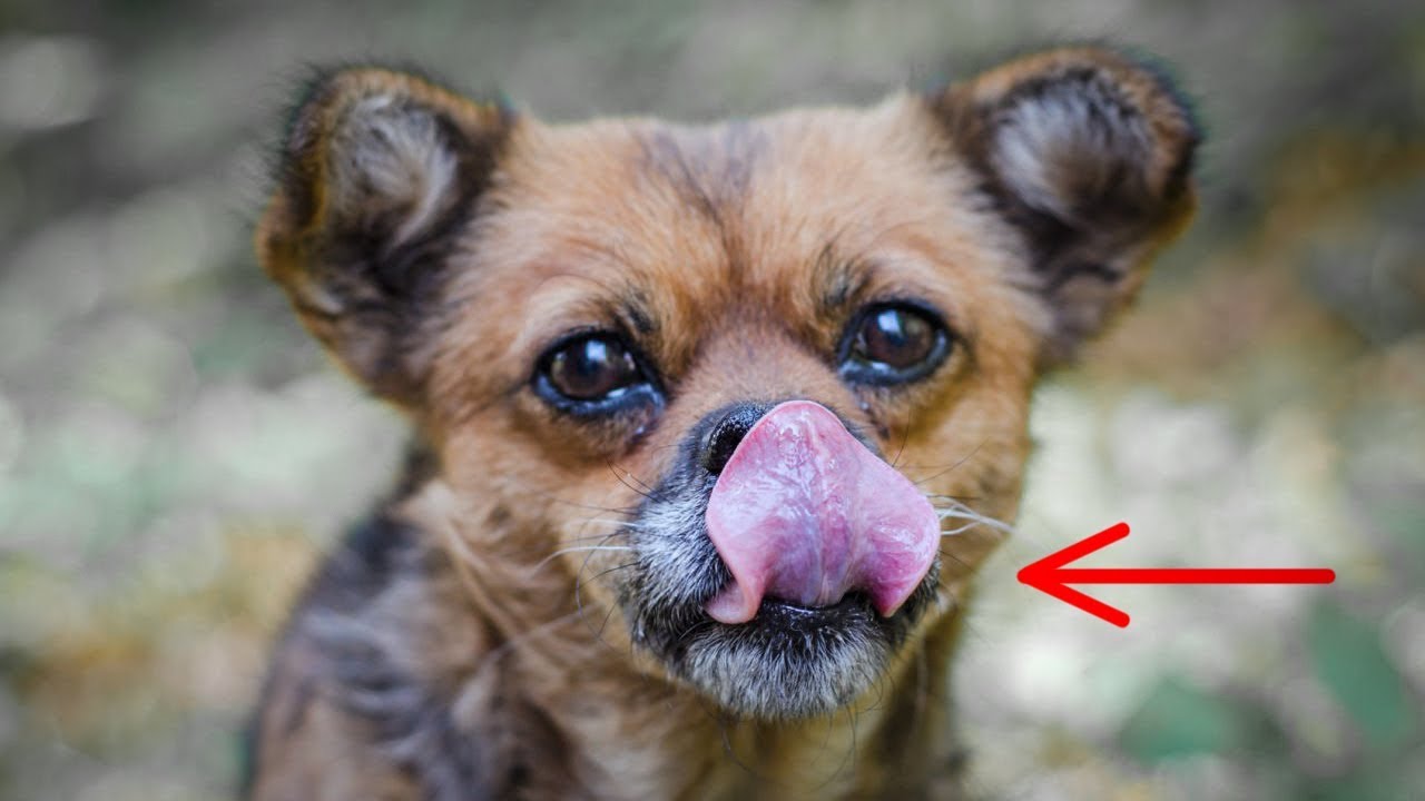 Dogs are trying to tell us something important when they lick their