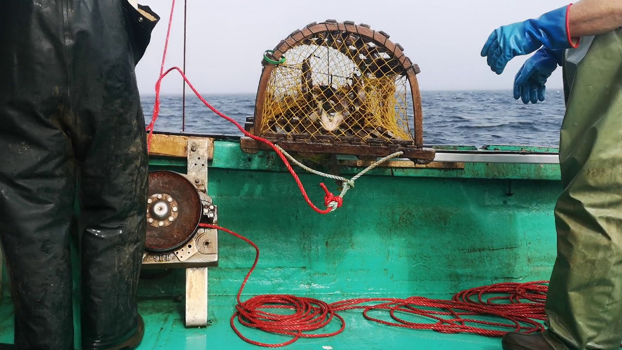 Hauling lobster traps LFA26a YouTube