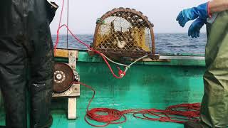 Hauling lobster traps LFA26a