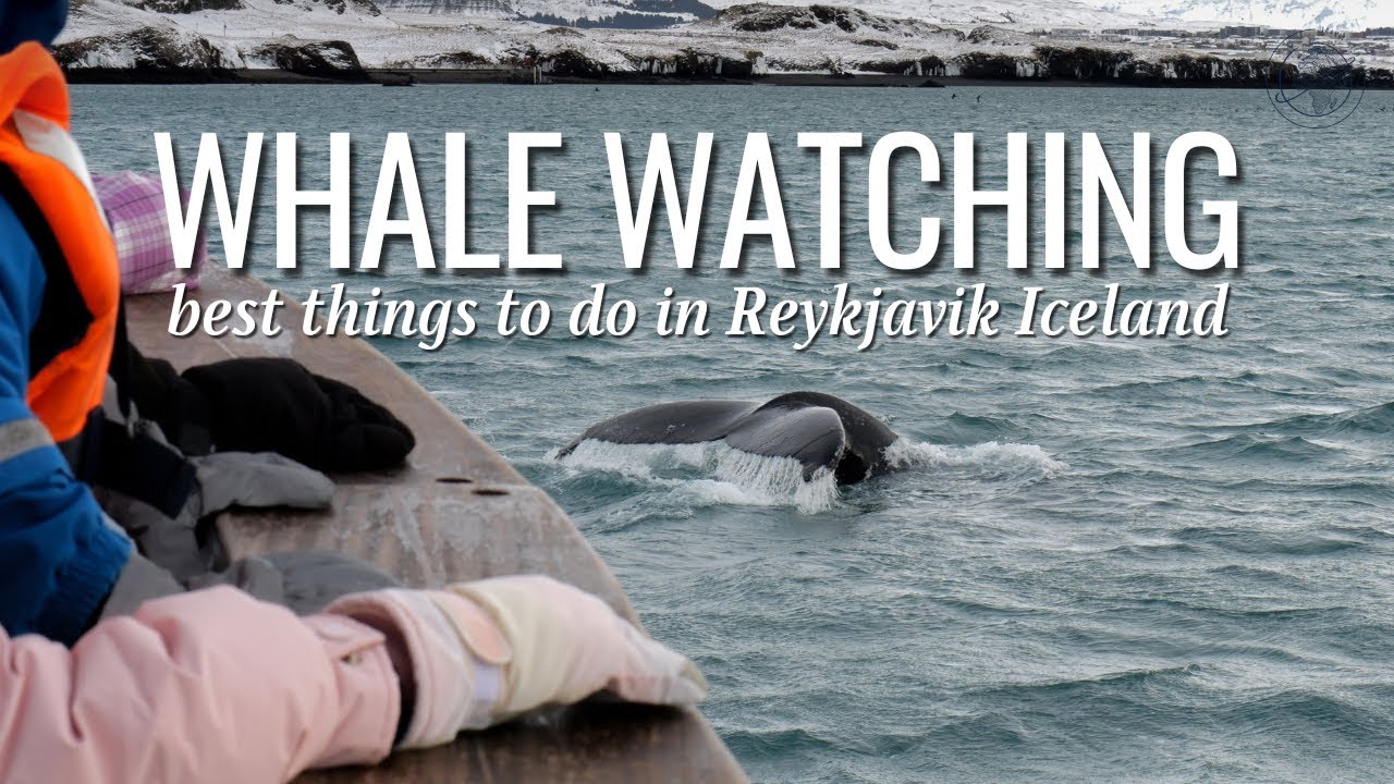 An Icy Whale Watching Adventure in Reykjavik Iceland — Whale watching — video poster