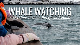 An Icy Whale Watching Adventure in Reykjavik Iceland