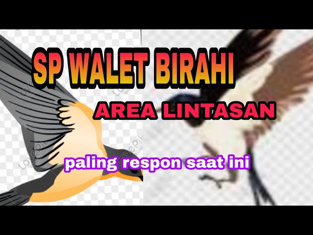 SP WALET BIRAHI PALING RESPON MP3 AREA LINTASAN class=