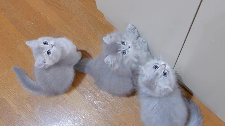 Watch the video about A family of kittens meowing all at once when it's time to eat is so cute...