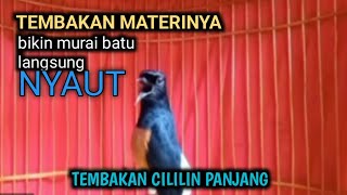 PANCINGAN MURAI BATU GACOR BIKIN LAWAN EMOSI BRUTAL LANGSUNG BONGKAR