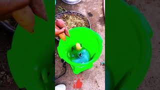 Poultry Feeding Essential! Plastic Bin Vegetable Chopper for Fast & Easy Fodder Processing! ✨🙌🌿