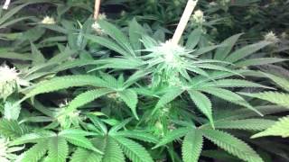 Qush Chernobyl bloom day 29 12/12